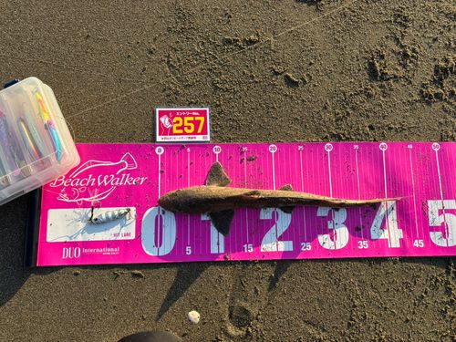 ホシザメの釣果