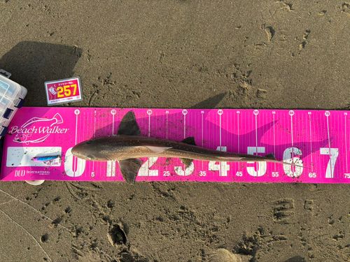 ホシザメの釣果