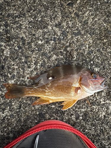 シブダイの釣果