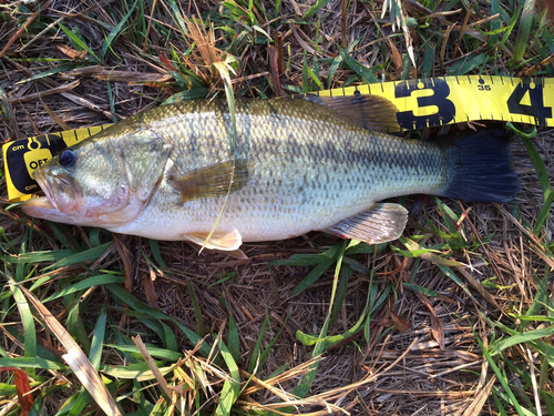 ブラックバスの釣果