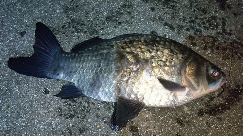 フナの釣果