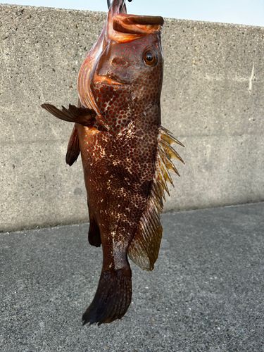 新舞子マリンパーク