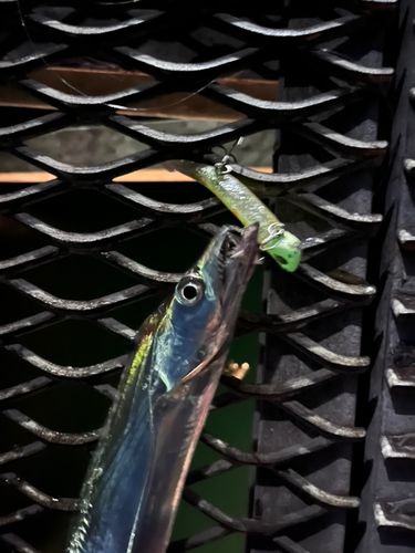 タチウオの釣果