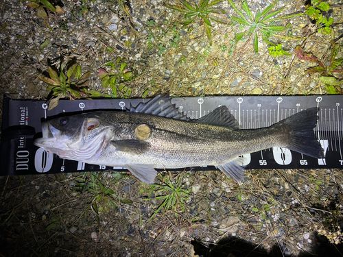 三陸海岸（宮城）