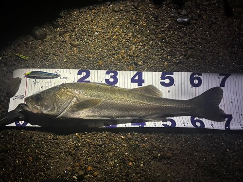 シーバスの釣果