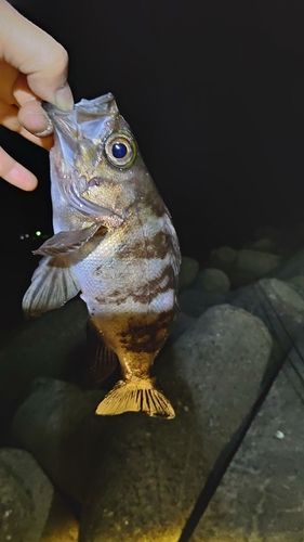 銚子マリーナ堤防