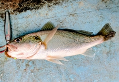 イシモチの釣果