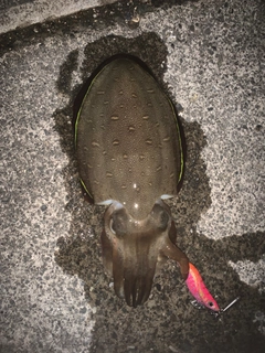 モンゴウイカの釣果