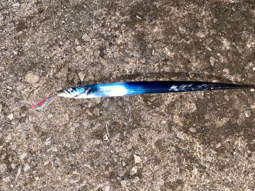 タチウオの釣果