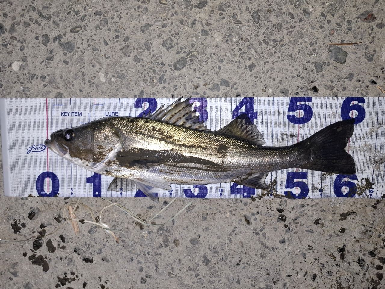 SHIMANO 18ディアルーナ S96Mの最安値・インプレ・釣果 | 本音の口コミ