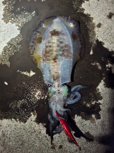アオリイカの釣果