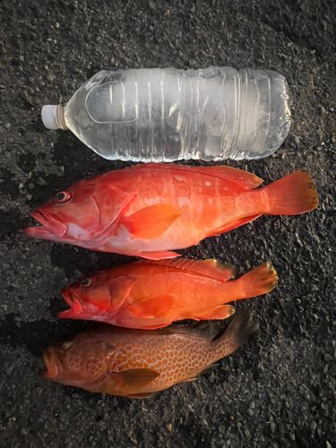 アカハタの釣果