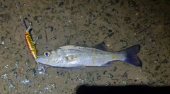 セイゴ（マルスズキ）の釣果