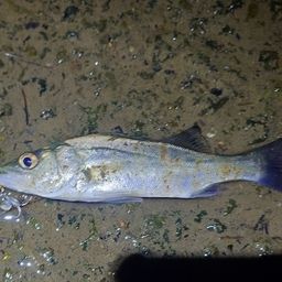 セイゴ（マルスズキ）