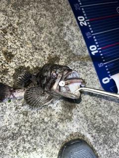 クロソイの釣果