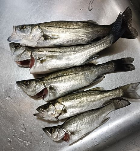 シーバスの釣果