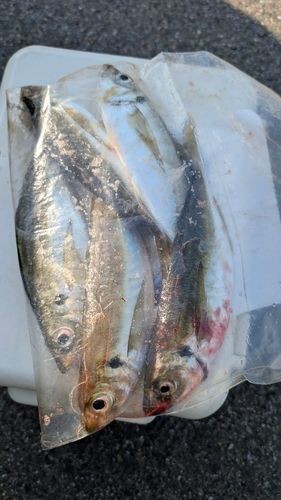 泉佐野食品コンビナート