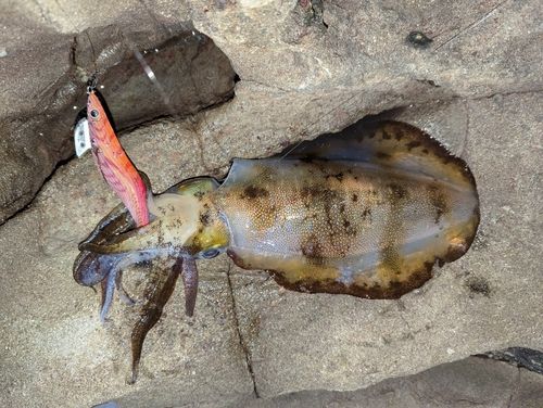 アオリイカの釣果