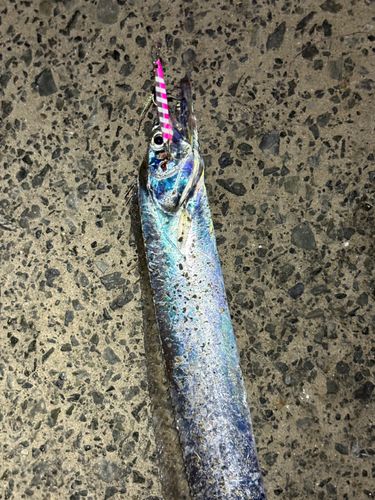 タチウオの釣果