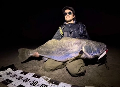 オオニベの釣果