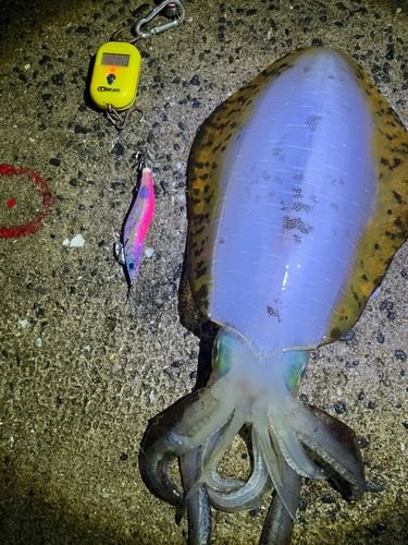 アオリイカの釣果