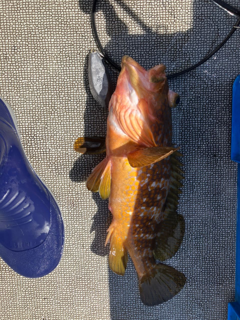 kunisanさんの釣果 1枚目の画像