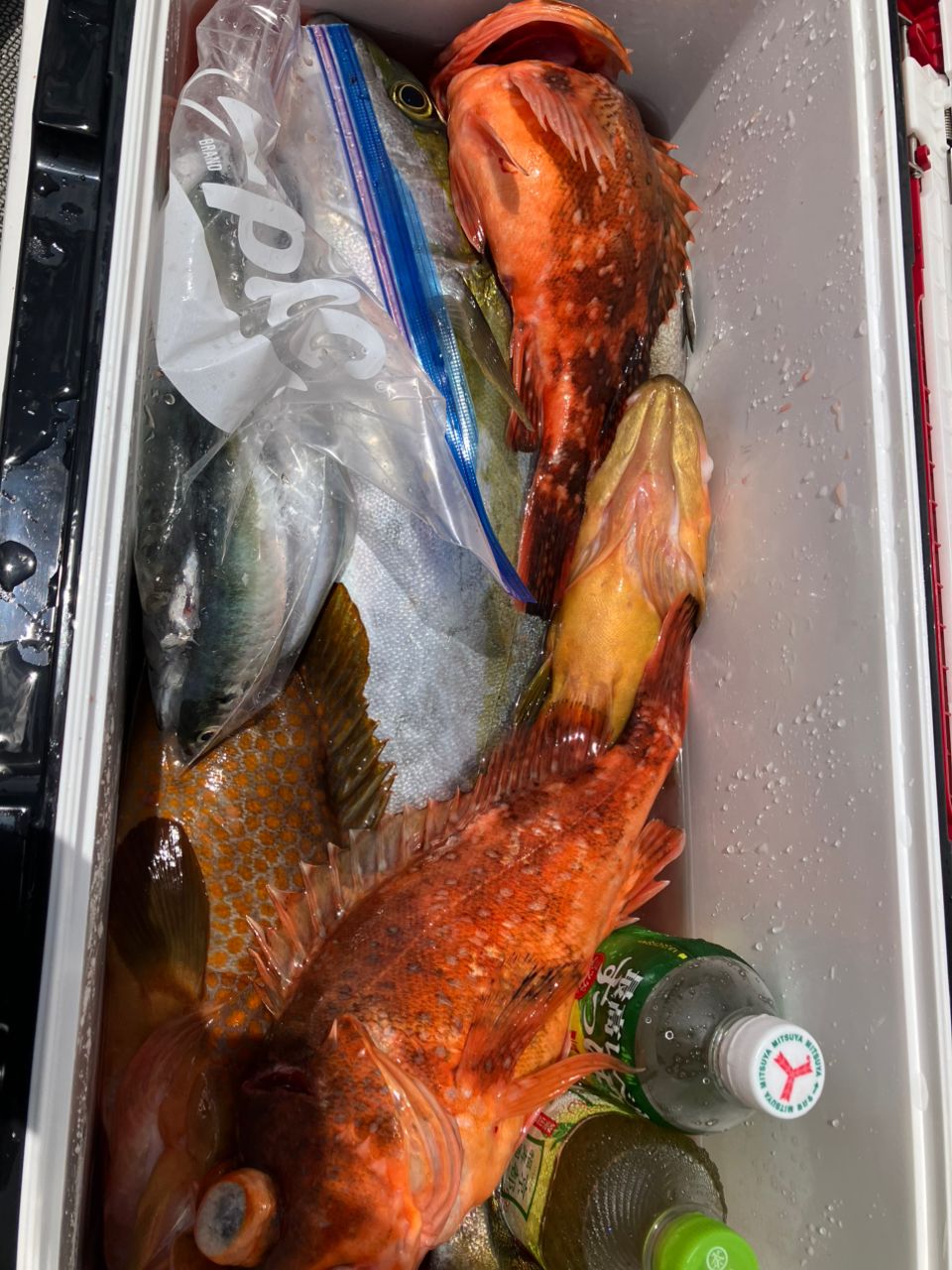 kunisanさんの釣果 2枚目の画像