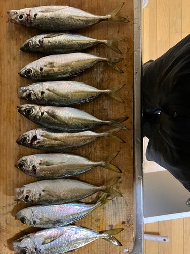 アジの釣果