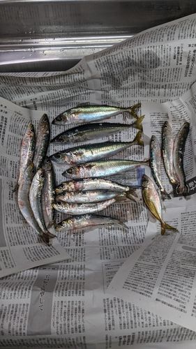 イワシの釣果