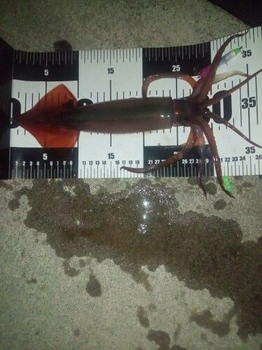 スルメイカの釣果