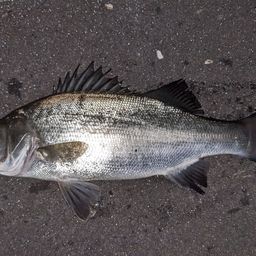 セイゴ（ヒラスズキ）