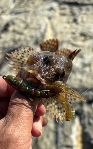 オオモンハタの釣果