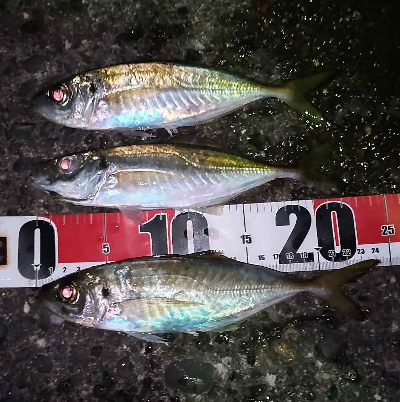 SHIMANO 19ソアレ BB アジング S610L-Sの最安値・インプレ・釣果