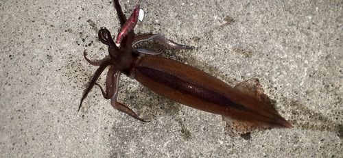 スルメイカの釣果