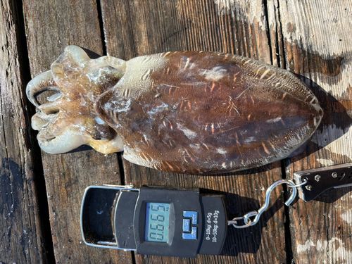 コウイカの釣果