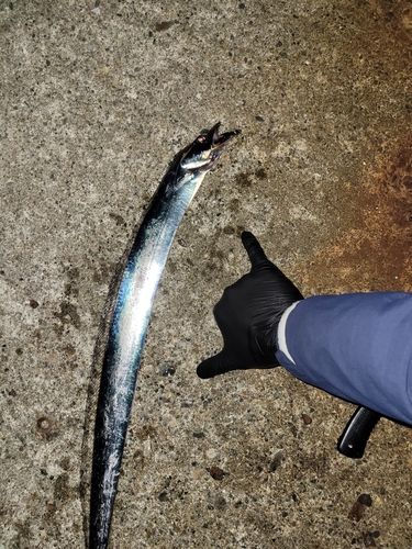 タチウオの釣果