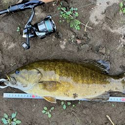 スモールマウスバス