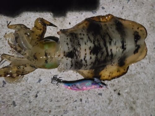 アオリイカの釣果