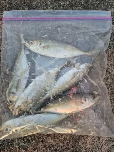 三陸海岸（青森）