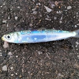 カタクチイワシ