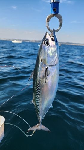 ソウダガツオの釣果
