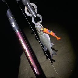 セイゴ（タイリクスズキ）