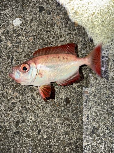 ホウセキキントキの釣果