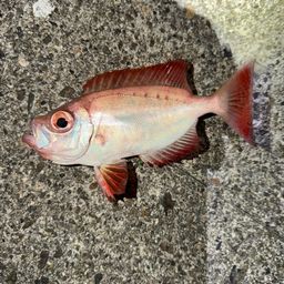 ホウセキキントキ