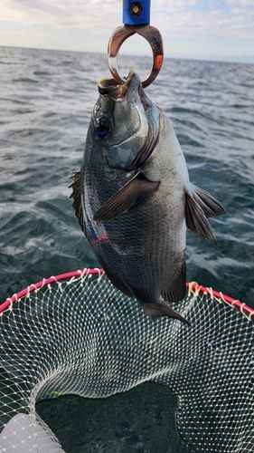 メジナの釣果