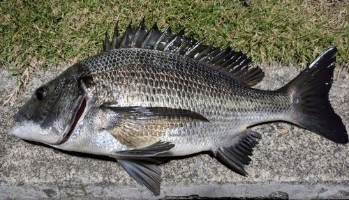 豊洲ぐるり公園