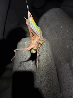 タコの釣果