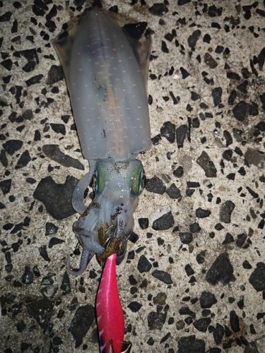 アオリイカの釣果