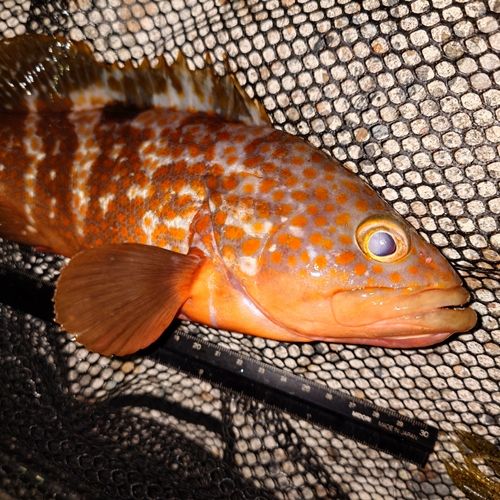 キジハタの釣果