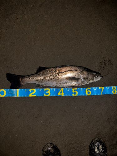 養老川臨海公園